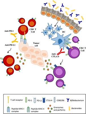 Microbiota and Cancer: The Emerging Beneficial Role of Bifidobacteria in Cancer Immunotherapy